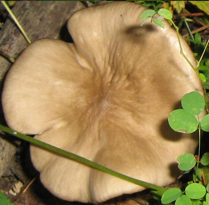 Funghi del Padule di Fucecchio